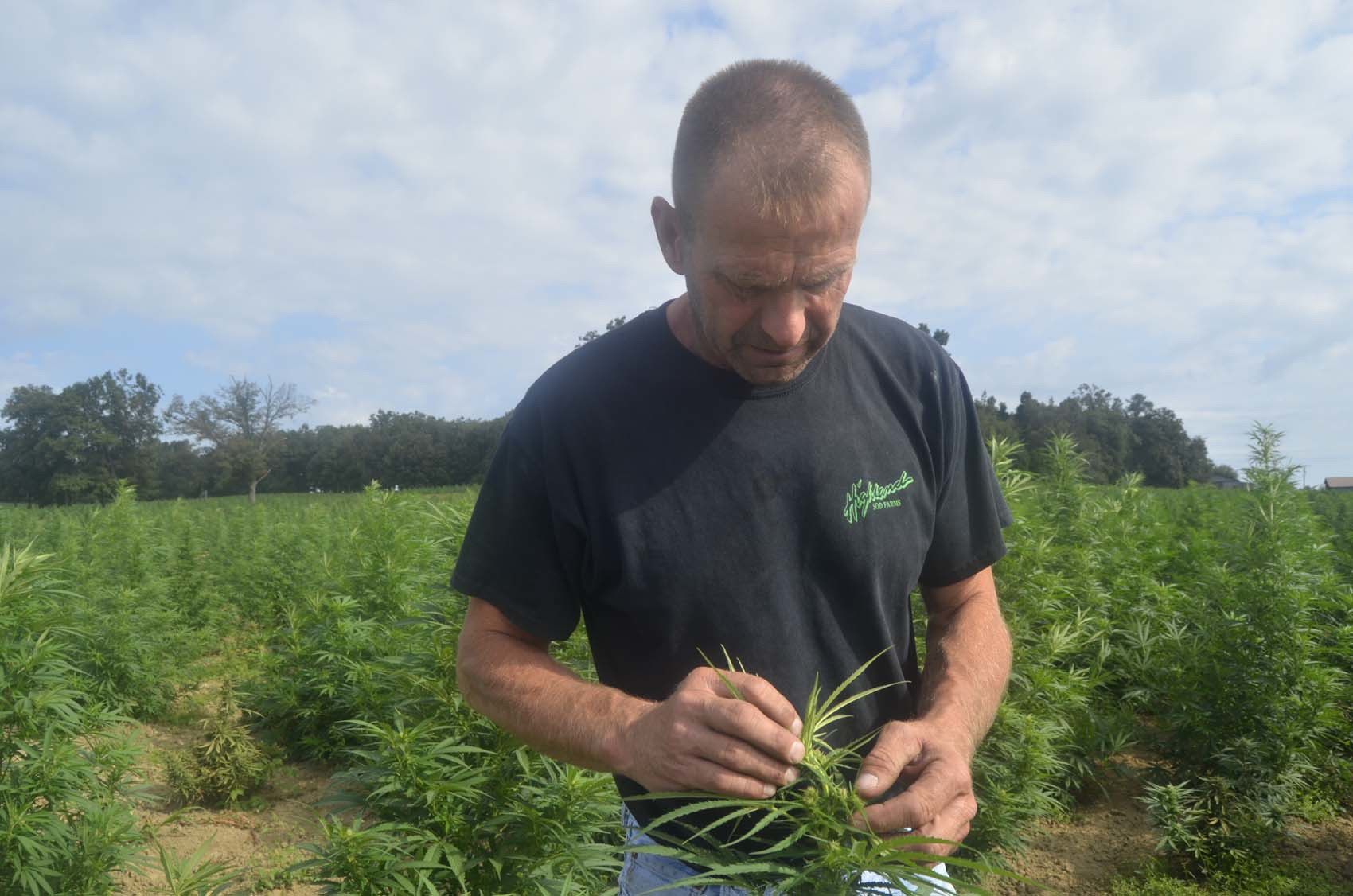 Thieves stealing hemp crops